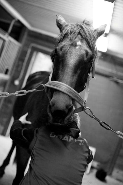 Hästfys & Sadel - Bild 3