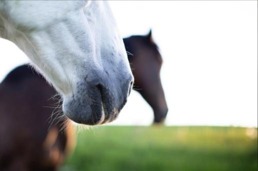 Hästfys & Sadel - Bild 4